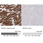 MYH6 Monoclonal Antibody (CL2155)