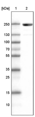 MYH6 Antibody in Western Blot (WB)