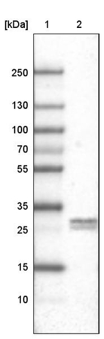 LY6K Antibody in Western Blot (WB)