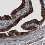 GRASP55 Antibody in Immunohistochemistry (Paraffin) (IHC (P))