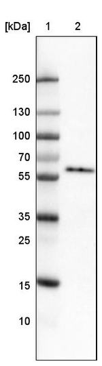 GRASP55 Antibody in Western Blot (WB)