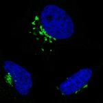 GRASP55 Antibody in Immunocytochemistry (ICC/IF)