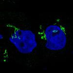 GRASP55 Antibody in Immunocytochemistry (ICC/IF)