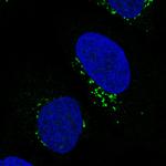 GRASP55 Antibody in Immunocytochemistry (ICC/IF)