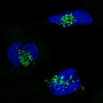 GRASP55 Monoclonal Antibody (CL2610)