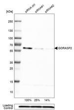 GRASP55 Antibody