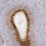 GRASP55 Antibody in Immunohistochemistry (IHC)