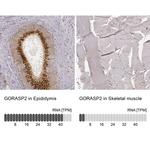 GRASP55 Antibody
