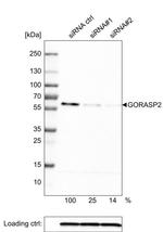 GRASP55 Antibody in Western Blot (WB)