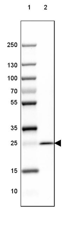 MOG Antibody in Western Blot (WB)