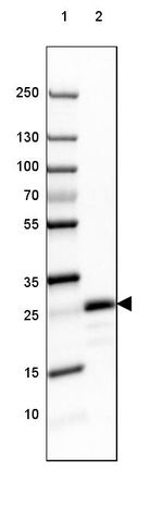 MOG Antibody in Western Blot (WB)