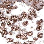 Laminin alpha-4 Antibody in Immunohistochemistry (Paraffin) (IHC (P))