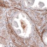 Laminin alpha-4 Antibody in Immunohistochemistry (Paraffin) (IHC (P))