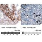 Laminin alpha-4 Antibody in Immunohistochemistry (Paraffin) (IHC (P))