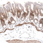 Laminin alpha-4 Monoclonal Antibody (CL3185)