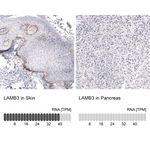 Laminin beta-3 Antibody in Immunohistochemistry (Paraffin) (IHC (P))
