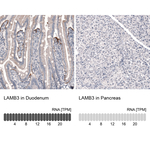 Laminin beta-3 Monoclonal Antibody (CL3363)