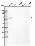Laminin beta-3 Antibody in Western Blot (WB)