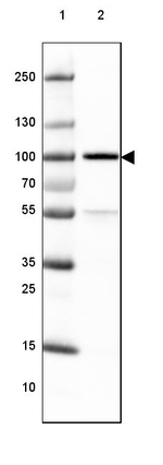 TLE3 Antibody in Western Blot (WB)