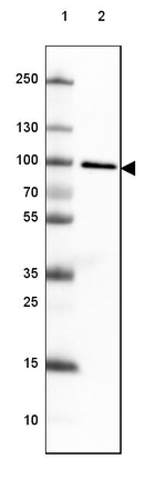 TLE3 Antibody in Western Blot (WB)