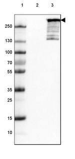 ARID1A Antibody in Western Blot (WB)