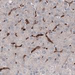 FCGRT Antibody in Immunohistochemistry (Paraffin) (IHC (P))
