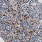 FCGRT Antibody in Immunohistochemistry (Paraffin) (IHC (P))