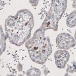 FCGRT Antibody in Immunohistochemistry (Paraffin) (IHC (P))