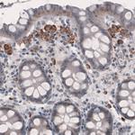 FCGRT Antibody in Immunohistochemistry (Paraffin) (IHC (P))