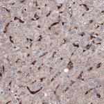FCGRT Antibody in Immunohistochemistry (Paraffin) (IHC (P))