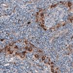 FCGRT Antibody in Immunohistochemistry (Paraffin) (IHC (P))