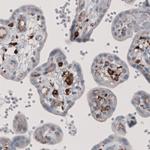 FCGRT Antibody in Immunohistochemistry (Paraffin) (IHC (P))