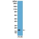 H3K56ac Antibody in Western Blot (WB)