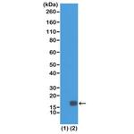 H3K18me2 Antibody in Western Blot (WB)