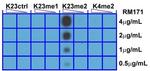 H3K23me2 Antibody in Dot Blot (DB)
