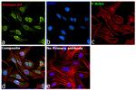 Histone H3 Recombinant Rabbit Monoclonal Antibody (RM186)