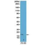 H3K56me1 Recombinant Rabbit Monoclonal Antibody (RM180)