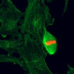 Phospho-Histone H3 (Thr3) Antibody in Immunocytochemistry (ICC/IF)