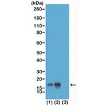 Phospho-Histone H3 (Thr3) Antibody in Western Blot (WB)