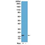 Phospho-Histone H3 (Thr6) Antibody in Western Blot (WB)