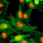 H4R3me1 Recombinant Rabbit Monoclonal Antibody (RM195)