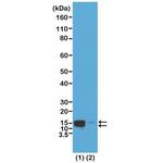 Phospho-Histone H2A/H4 (Ser1) Antibody in Western Blot (WB)