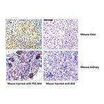 PEG (methoxy group) Recombinant Rabbit Monoclonal Antibody (RM105)