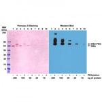 PEG (methoxy group) Antibody in Western Blot (WB)