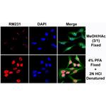 5-Methylcytosine Antibody in Immunocytochemistry (ICC/IF)