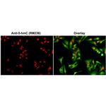 5-Hydroxymethylcytosine Recombinant Rabbit Monoclonal Antibody (RM236)