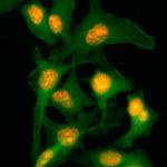 Histone H2B Recombinant Rabbit Monoclonal Antibody (RM230)