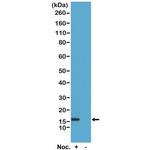 Phospho-Histone H2B (Ser14) Antibody in Western Blot (WB)