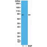 Phospho-RSK1 (Thr359, Ser363) Antibody in Western Blot (WB)