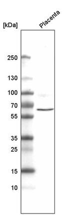 ELTD1 Antibody in Western Blot (WB)